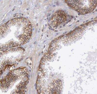 Immunohistochemistry-Paraffin: Syntaxin 4 Antibody [NBP1-87374]