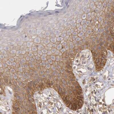 Immunohistochemistry-Paraffin: Syntaxin 4 Antibody [NBP1-87374]