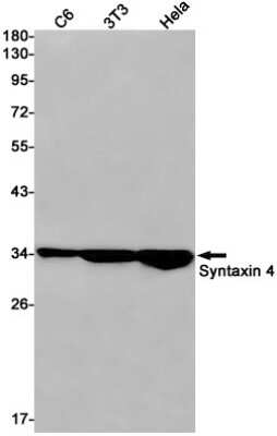 Western Blot: Syntaxin 4 Antibody (S07-1G2) [NBP3-15096]