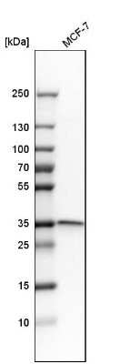 Western Blot: Syntaxin 4 Antibody [NBP1-87374]