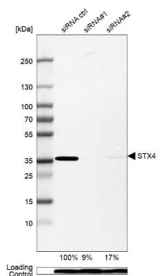 Western Blot: Syntaxin 4 Antibody [NBP1-87374]