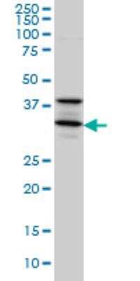 Western Blot: Syntaxin 5 Antibody (5A6) [H00006811-M01]