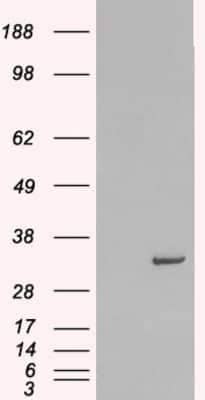 Western Blot: Syntaxin 6 Antibody [NB100-2920]