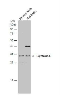 Western Blot: Syntaxin 6 Antibody [NBP2-15132]