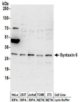 Western Blot: Syntaxin 6 Antibody [NBP2-32270]