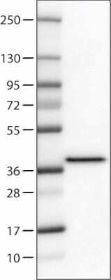 Western Blot: Syntaxin 7 Antibody (CL0257) [NBP2-52893]