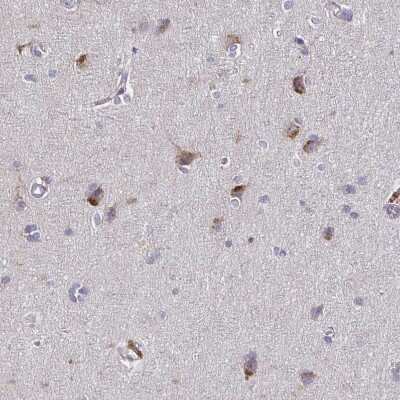 Immunohistochemistry-Paraffin: Syntaxin 7 Antibody [NBP1-87497]