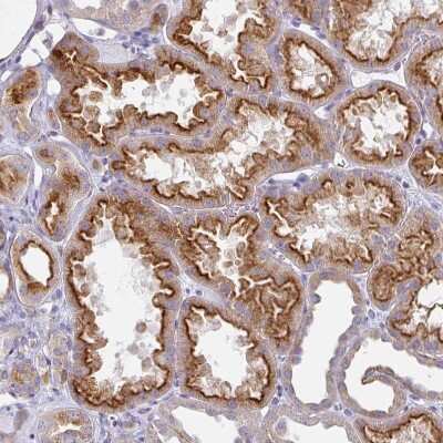 Immunohistochemistry-Paraffin: Syntaxin 7 Antibody [NBP1-87497]