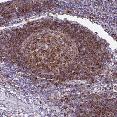 Immunohistochemistry-Paraffin: Syntaxin 7 Antibody [NBP1-87497]
