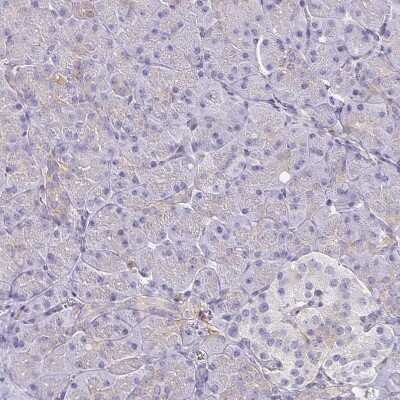Immunohistochemistry-Paraffin: Syntaxin 7 Antibody [NBP1-87497]