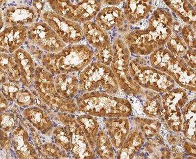 Immunohistochemistry-Paraffin: Syntaxin 7 Antibody [NBP3-12814]