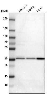 Western Blot: Syntaxin 7 Antibody [NBP1-87497]
