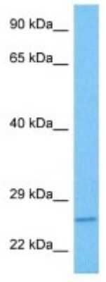 Western Blot: Syntaxin 7 Antibody [NBP3-10046]