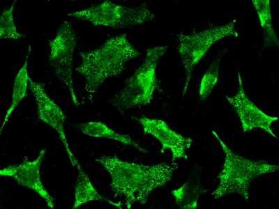 Immunocytochemistry/ Immunofluorescence: Syntaxin 8 Antibody [NBP3-00260]