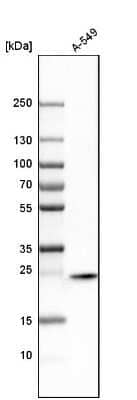 Western Blot: Syntaxin 8 Antibody [NBP1-91152]