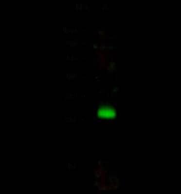 Western Blot: Syntaxin 8 Antibody [NBP2-98825]