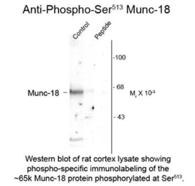 Western Blot: Syntaxin-BP1 [p Ser513] Antibody [NB300-742]