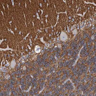 Immunohistochemistry-Paraffin: Syntaxin-BP1 Antibody [NBP1-83138]