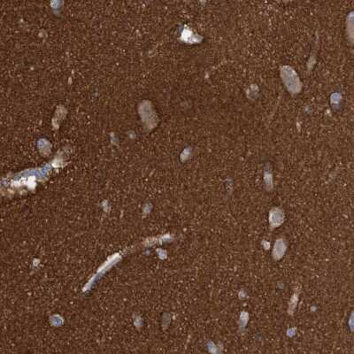 Immunohistochemistry-Paraffin: Syntaxin-BP1 Antibody [NBP1-83138]