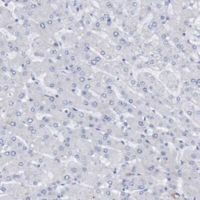 Immunohistochemistry-Paraffin: Syntaxin-BP1 Antibody [NBP1-83138]