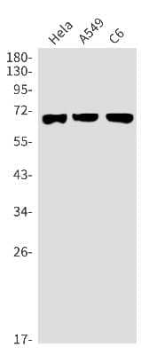 Western Blot: Syntaxin-BP1 Antibody (S05-4B6) [NBP3-15097]