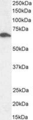 Western Blot: Syntaxin-BP1 Antibody [NB100-41370]