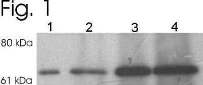 Western Blot: Syntaxin-BP1 AntibodyBSA Free [NB120-3451]