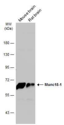 Western Blot: Syntaxin-BP1 Antibody [NBP2-20525]