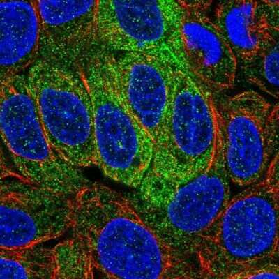 Immunocytochemistry/ Immunofluorescence: Syntaxin-BP2 Antibody [NBP1-83137]