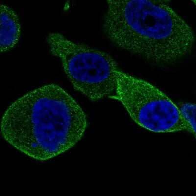 Immunocytochemistry/ Immunofluorescence: Syntaxin-BP2 Antibody [NBP2-57016]