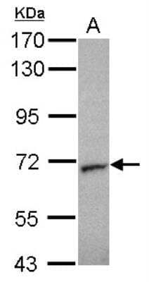 Western Blot: Syntaxin-BP2 Antibody [NBP1-33306]