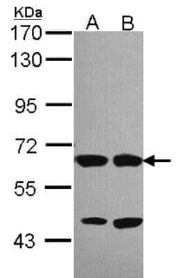 Western Blot: Syntaxin-BP2 Antibody [NBP2-20527]