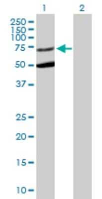 Western Blot: Syntaxin-BP3/Munc18c Antibody [H00006814-B01P]