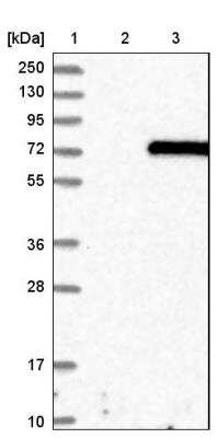 Western Blot: Syntaxin-BP3/Munc18c Antibody [NBP1-80636]