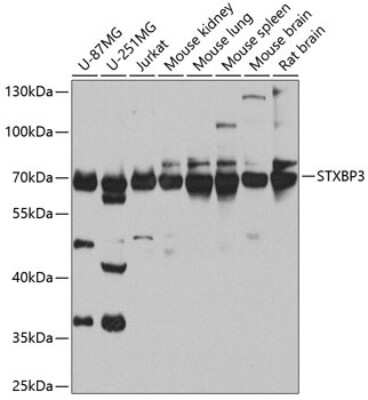 Western Blot: Syntaxin-BP3/Munc18c AntibodyBSA Free [NBP2-93852]