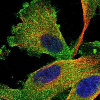 Immunocytochemistry/ Immunofluorescence: Syntaxin Binding Protein 4 Antibody [NBP1-92470]