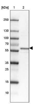 Western Blot: Syntaxin Binding Protein 4 Antibody [NBP1-92471]