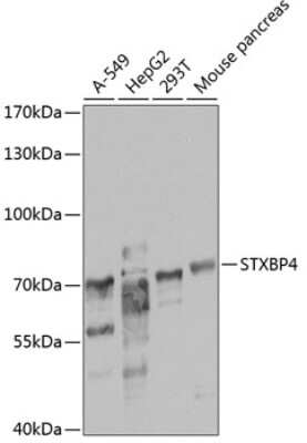 Western Blot: Syntaxin Binding Protein 4 AntibodyBSA Free [NBP2-94904]