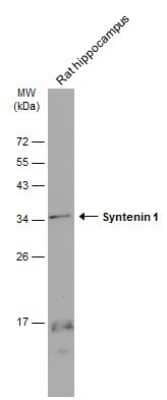 Western Blot: Syntenin 1 Antibody (GT1523) [NBP3-13586]