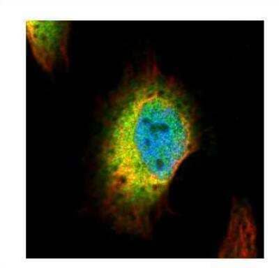 Immunocytochemistry/ Immunofluorescence: Syntenin 1 Antibody [NBP1-31136]