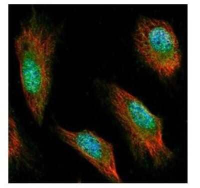 Immunocytochemistry/ Immunofluorescence: Syntenin 1 Antibody [NBP1-33661]