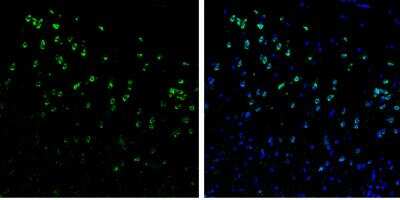 Immunohistochemistry-Frozen: Syntenin 1 Antibody [NBP1-33661]