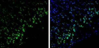 Immunohistochemistry-Frozen: Syntenin 1 Antibody [NBP1-33661]