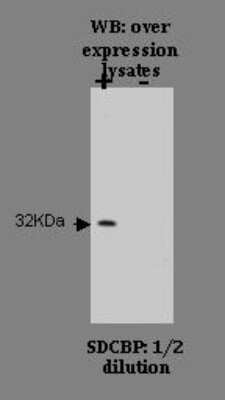 Western Blot: Syntenin 1 Antibody (K10P3D5*H3)BSA Free [NBP2-50287]