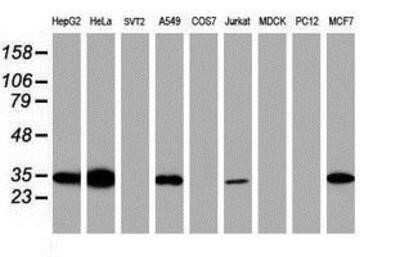 Western Blot: Syntenin 1 Antibody (OTI2H6)Azide and BSA Free [NBP2-74418]