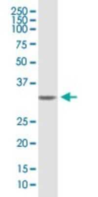 Western Blot: Syntenin 1 Antibody [H00006386-B01P]
