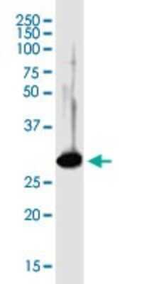 Western Blot: Syntenin 1 Antibody [H00006386-B01P]