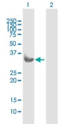 Western Blot: Syntenin 1 Antibody [H00006386-B01P]