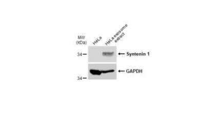 Western Blot: Syntenin 1 Antibody [NBP1-31136]