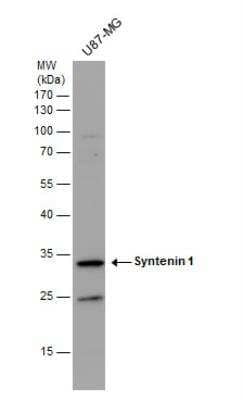 Western Blot: Syntenin 1 Antibody [NBP1-33661]
